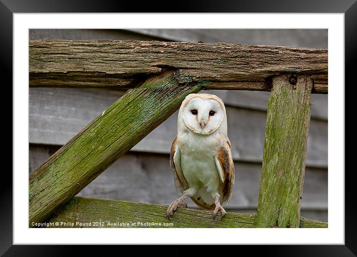 Barn Owl on Wooden Gate Framed Mounted Print by Philip Pound