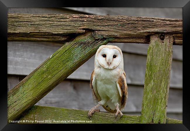 Barn Owl on Wooden Gate Framed Print by Philip Pound