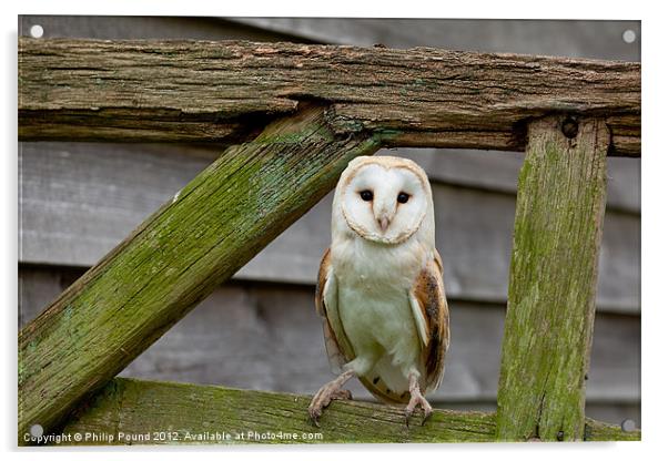 Barn Owl on Wooden Gate Acrylic by Philip Pound