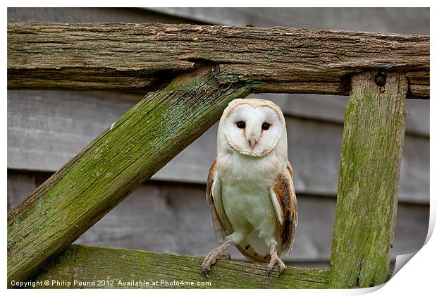 Barn Owl on Wooden Gate Print by Philip Pound