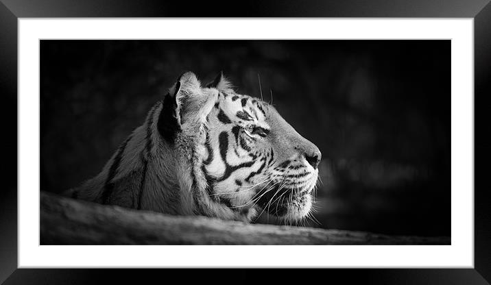 Tiger Framed Mounted Print by Simon Wrigglesworth