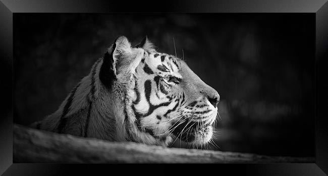 Tiger Framed Print by Simon Wrigglesworth