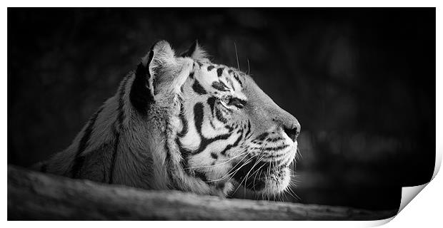 Tiger Print by Simon Wrigglesworth