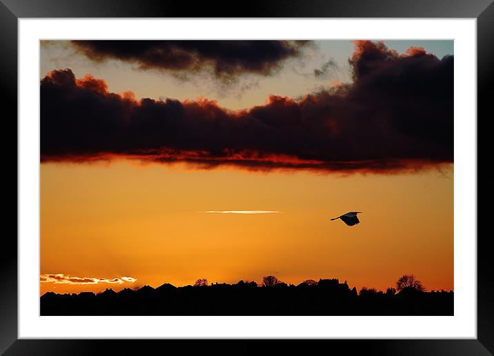 Flying Heron,sunset Framed Mounted Print by Catherine Davies