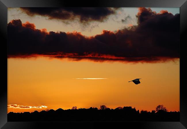 Flying Heron,sunset Framed Print by Catherine Davies