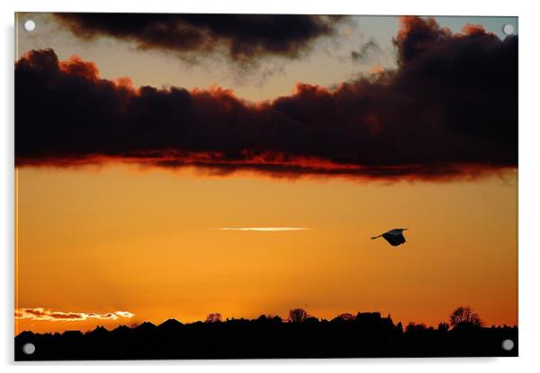 Flying Heron,sunset Acrylic by Catherine Davies