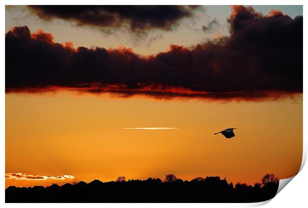Flying Heron,sunset Print by Catherine Davies