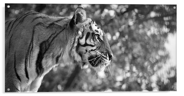 Tiger Acrylic by Simon Wrigglesworth