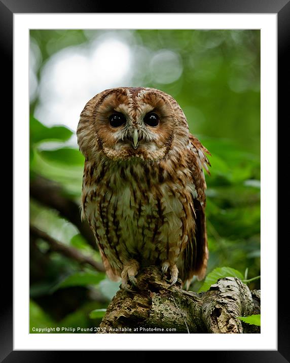 Tawny Owl on tree stump Framed Mounted Print by Philip Pound