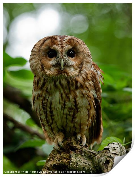 Tawny Owl on tree stump Print by Philip Pound
