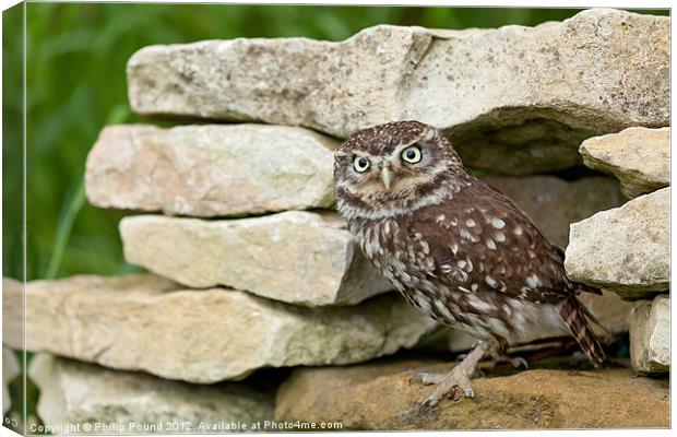 Little Owl on Stone Wall Canvas Print by Philip Pound