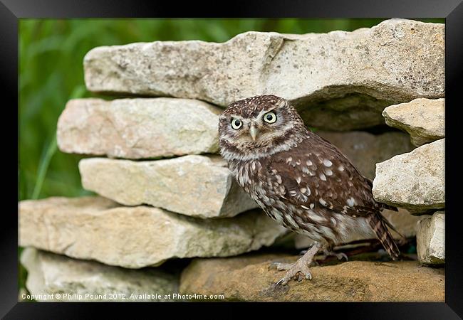 Little Owl on Stone Wall Framed Print by Philip Pound