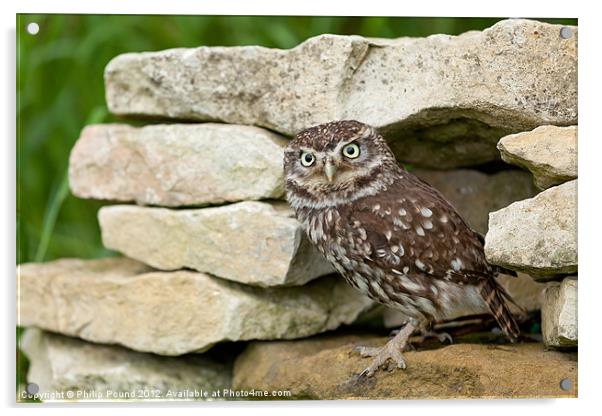 Little Owl on Stone Wall Acrylic by Philip Pound