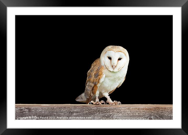 Barn Owl On Barn Door Framed Mounted Print by Philip Pound