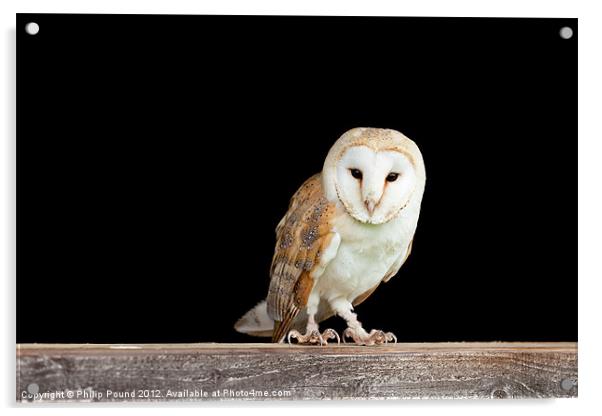 Barn Owl On Barn Door Acrylic by Philip Pound