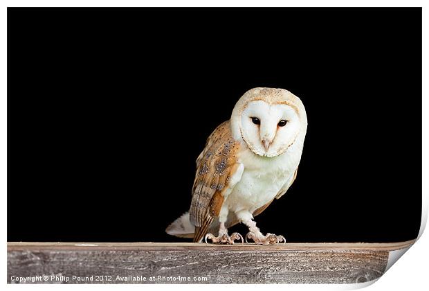 Barn Owl On Barn Door Print by Philip Pound