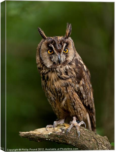 Long Eared Owl Canvas Print by Philip Pound
