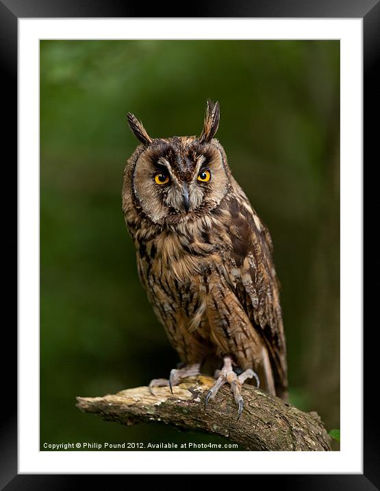 Long Eared Owl Framed Mounted Print by Philip Pound