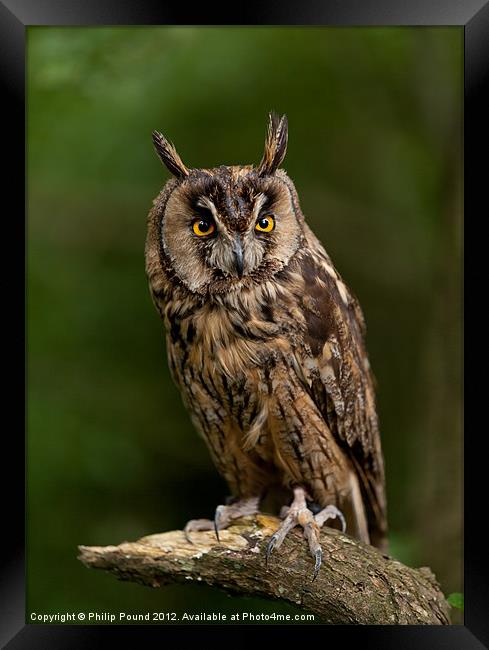 Long Eared Owl Framed Print by Philip Pound