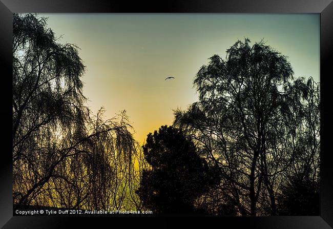 Sunset at Edinburgh Zoo Framed Print by Tylie Duff Photo Art