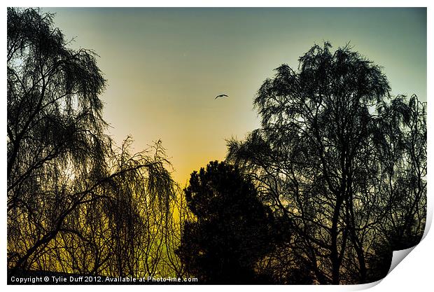 Sunset at Edinburgh Zoo Print by Tylie Duff Photo Art