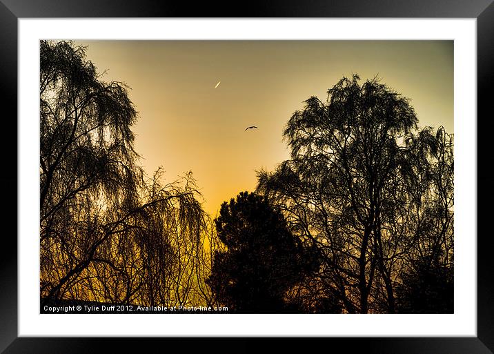 Trees Silhouetted against Autumn Sky (2) Framed Mounted Print by Tylie Duff Photo Art