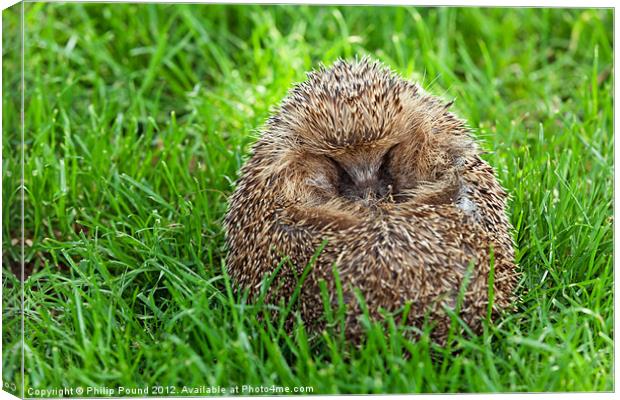 Hedgehog Curled Up In Grass Canvas Print by Philip Pound