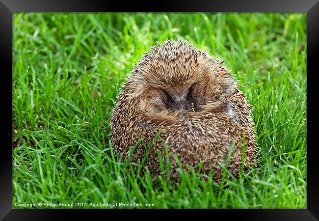 Hedgehog Curled Up In Grass Framed Print by Philip Pound