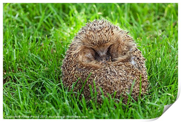 Hedgehog Curled Up In Grass Print by Philip Pound