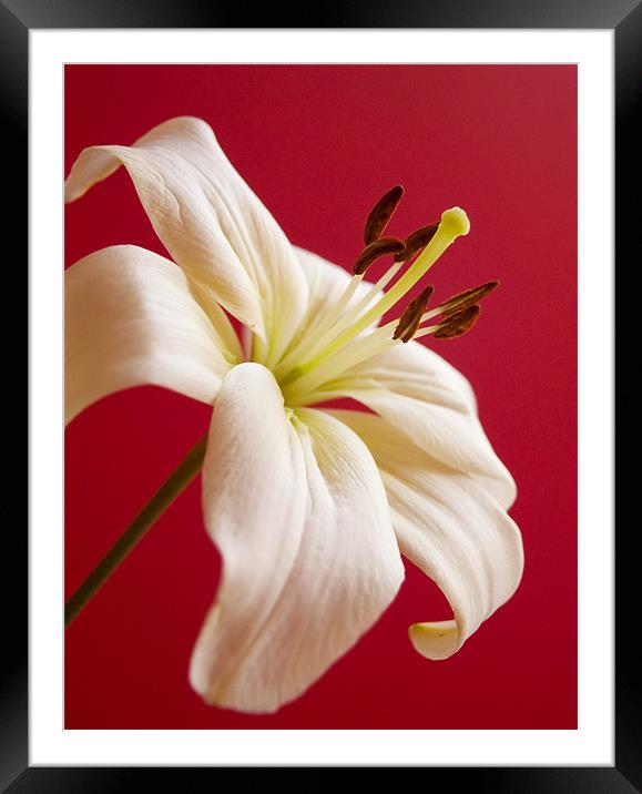 Lily Framed Mounted Print by Tracey Whitefoot