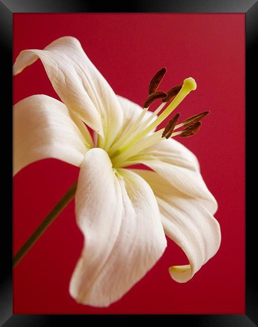 Lily Framed Print by Tracey Whitefoot