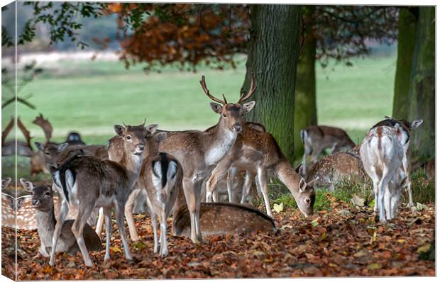 Fallow Deer at Holham Hall Canvas Print by Stephen Mole