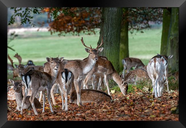 Fallow Deer at Holham Hall Framed Print by Stephen Mole