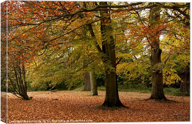 Autumn Leaves Canvas Print by paul petty