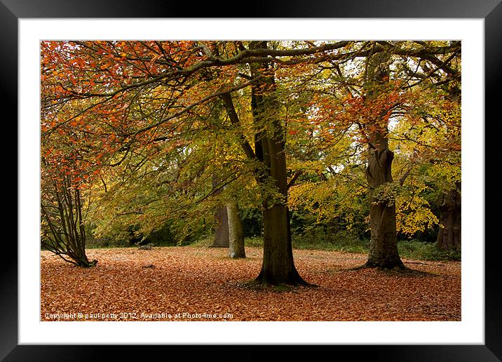 Autumn Leaves Framed Mounted Print by paul petty