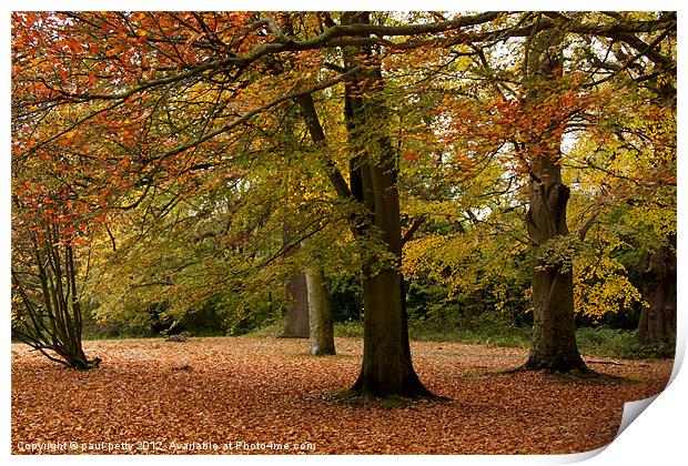 Autumn Leaves Print by paul petty