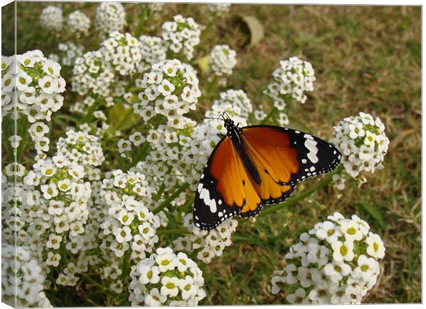 Butterfly  Canvas Print by Madhuri Mahindroo
