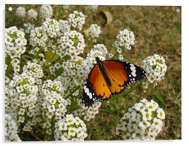 Butterfly  Acrylic by Madhuri Mahindroo