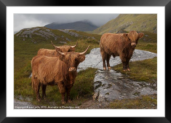 Highland Cattle Framed Mounted Print by paul petty