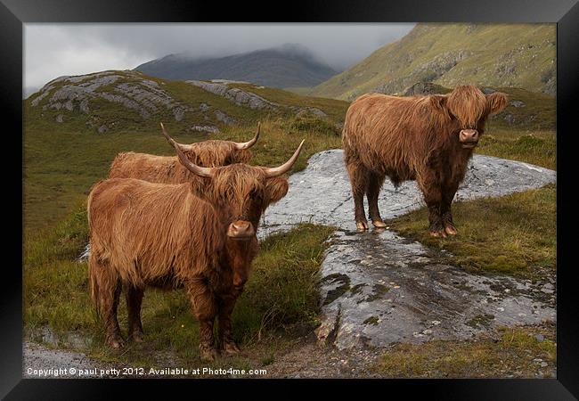 Highland Cattle Framed Print by paul petty