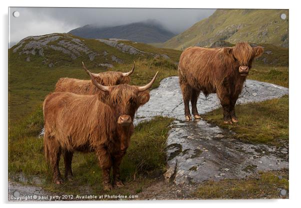 Highland Cattle Acrylic by paul petty