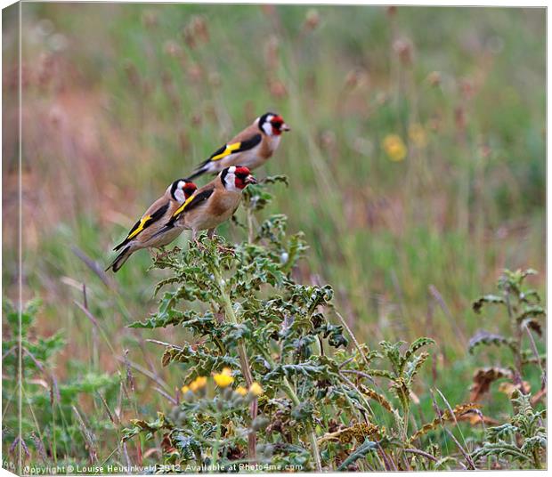 Three Goldfinches Canvas Print by Louise Heusinkveld
