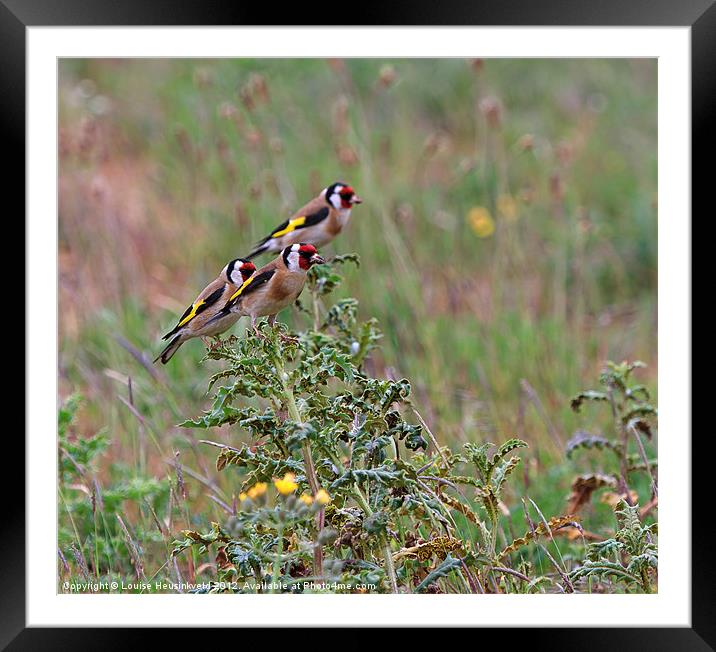 Three Goldfinches Framed Mounted Print by Louise Heusinkveld