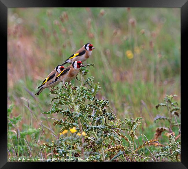 Three Goldfinches Framed Print by Louise Heusinkveld