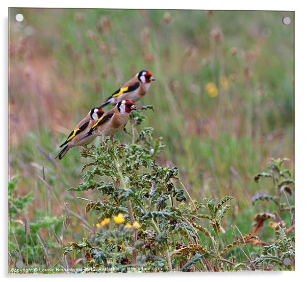 Three Goldfinches Acrylic by Louise Heusinkveld