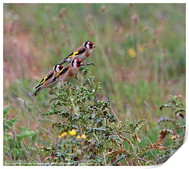 Three Goldfinches Print by Louise Heusinkveld