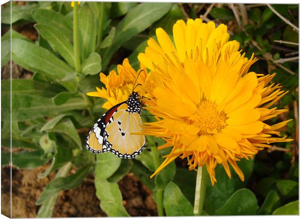 Butterfly on a yellow flower....  Canvas Print by Ankit Mahindroo