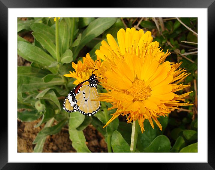 Butterfly on a yellow flower....  Framed Mounted Print by Ankit Mahindroo