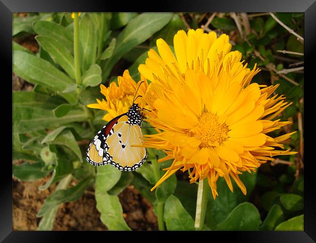 Butterfly on a yellow flower....  Framed Print by Ankit Mahindroo
