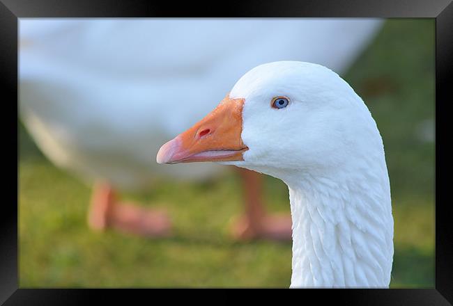 Goose Profile Framed Print by Mark  F Banks